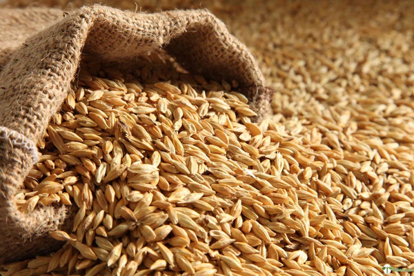 Wheat