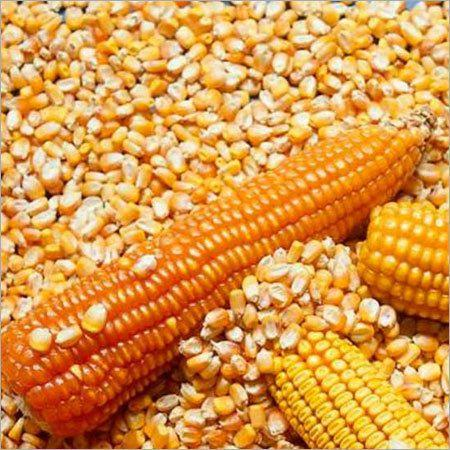Maize